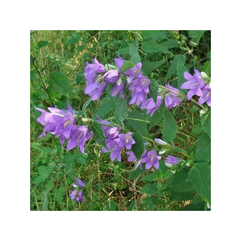 Campanula trachelium - Campanule gantelée