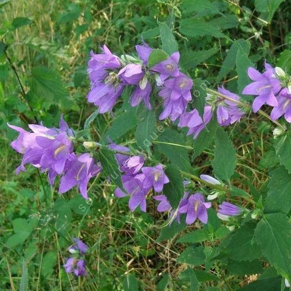 Campanula trachelium - Campanule gantelée