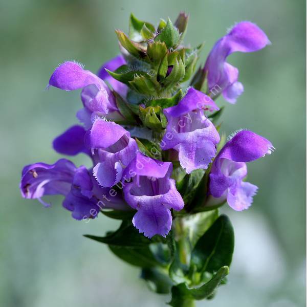 Prunella grandiflora - Grande brunelle Prunella grandiflora - Grande brunelle