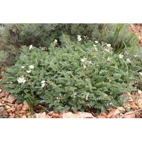 Erodium chrysanthum