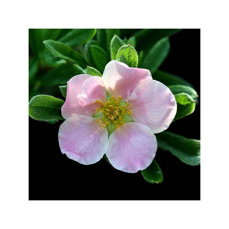 Potentilla fruticosa 'Rose' - Potentille arbustive à fleur rose