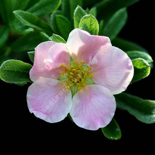 Potentilla fruticosa 'Beauté Rose' - Potentille arbustive à fleur rose Potentilla fruticosa 'Beauté Rose' - Potentille arbustive à fleur rose