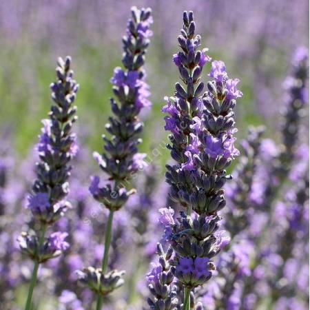 Lavandula x intermedia 'Abrialii' - Lavandin 'Abrial'