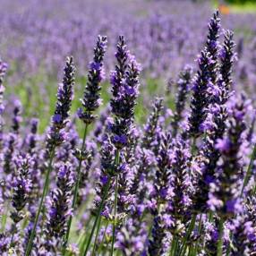 Lavandula x intermedia 'Abrialii' - Lavandin 'Abrial'