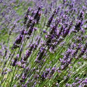 Lavandula x intermedia 'Abrialii' - Lavandin 'Abrial'