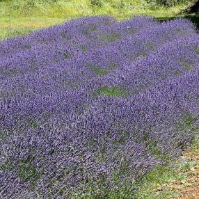 Lavandula x intermedia 'Abrialii' - Lavandin 'Abrial'