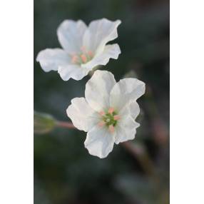 Erodium chrysanthum