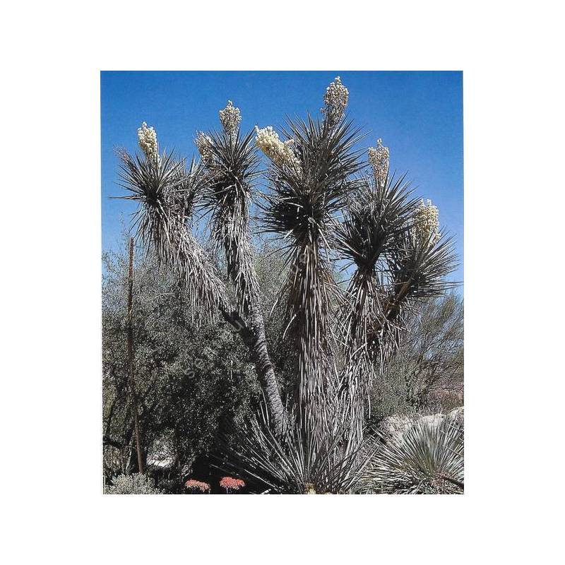 Yucca torreyi | Yucca de Torrey