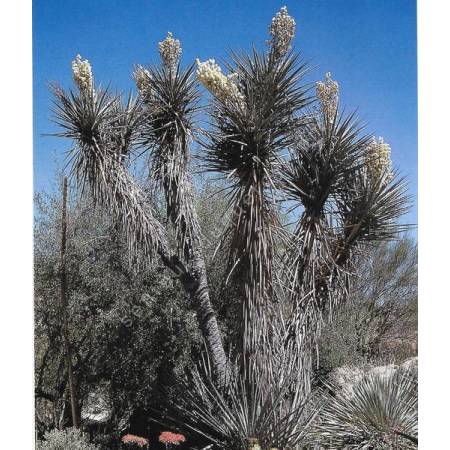 Yucca torreyi | Yucca de Torrey
