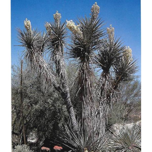 Yucca torreyi | Yucca de Torrey