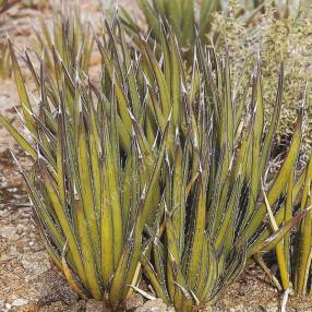 plantes grasses rustiques ! Agave-lechuguilla