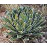 Agave victoria-reginae