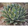 Agave victoriae-reginae en sol calcaire