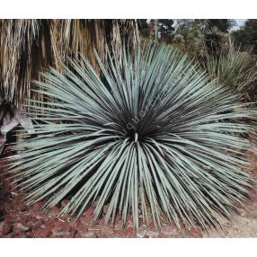 Yucca whipplei en rosette