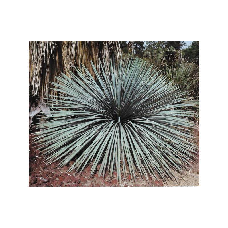 Yucca whipplei en rosette