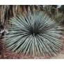 Yucca whipplei en rosette