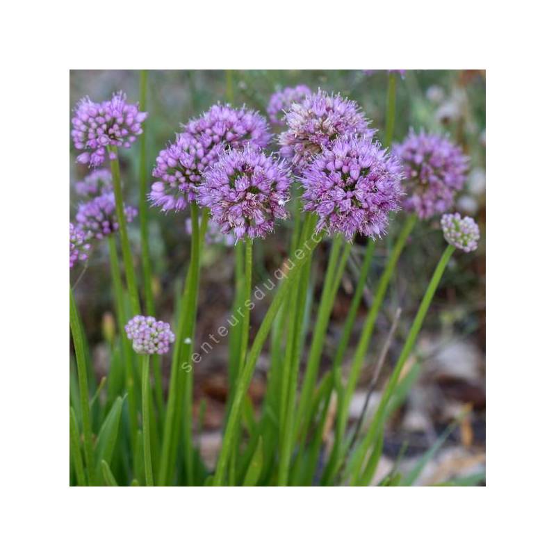 Allium 'Millenium'