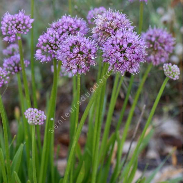 Allium 'Millenium'