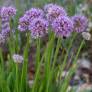 Allium 'Millenium'