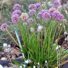 Allium 'Millenium'