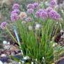 Allium 'Millenium'