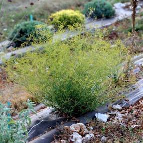 Bupleurum fruticescens buplèvre épineux arbuste méditerranéen persistant