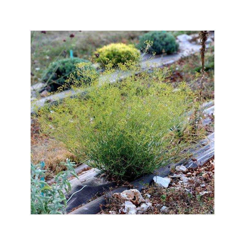 Bupleurum fruticescens buplèvre épineux arbuste méditerranéen persistant