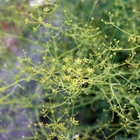 Petites ombelles jaune pâle de Bupleurum fruticescens en été