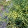 Petites ombelles jaune pâle de Bupleurum fruticescens en été