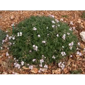 Erodium absinthioides