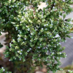 Origanum vulgare subsp. hirtum - Origan grecque