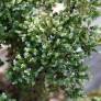 Origanum vulgare subsp. hirtum - Origan grecque