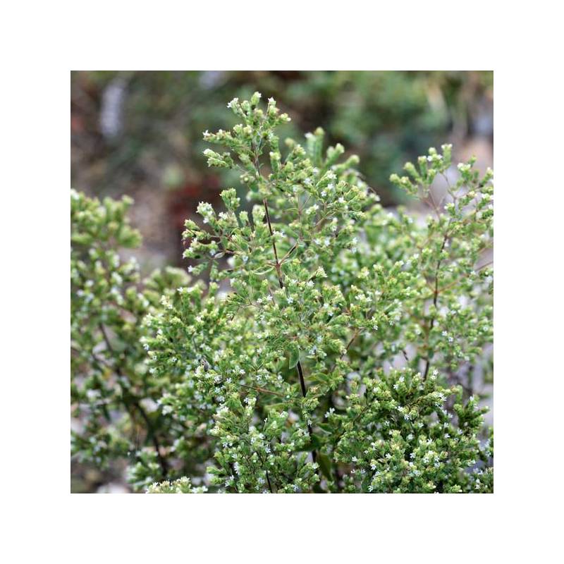 Origanum vulgare subsp. hirtum - Origan grecque