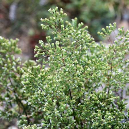 Origanum vulgare subsp. hirtum - Origan grecque