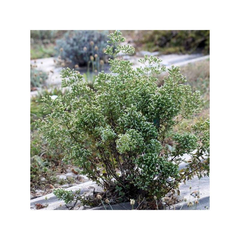 Origanum vulgare subsp. hirtum - Origan - Plante comestible