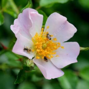 Rosa 'Grouse' - Rosier couvre-sol