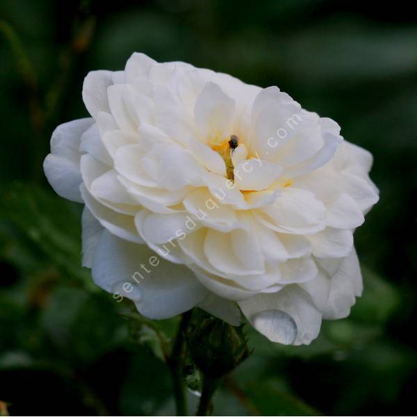 Rosa x polyantha 'White Pet' - Rosier paysage blanc double Rosa x polyantha 'White Pet' - Rosier paysage blanc double