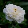 Rosa x polyantha 'White Pet' - Rosier paysage blanc double