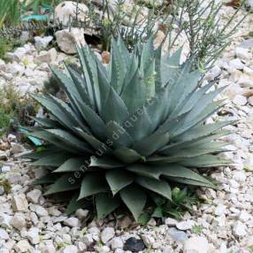 plantes grasses rustiques ! Agave-havardiana-agave-de-havard