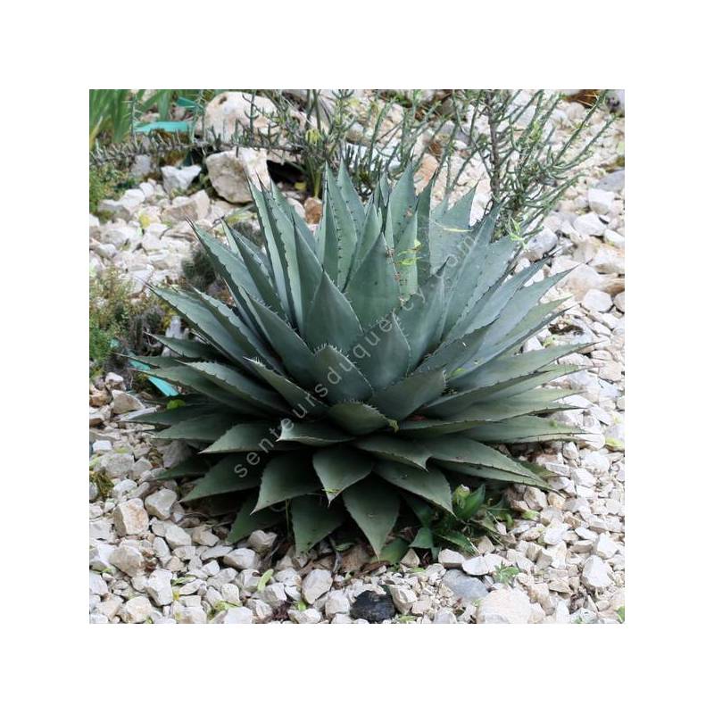 Agave havardiana - Agave de Havard