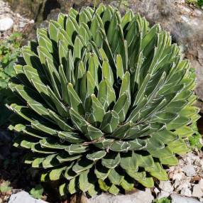 Rosette géométrique de Agave victoriae-reginae