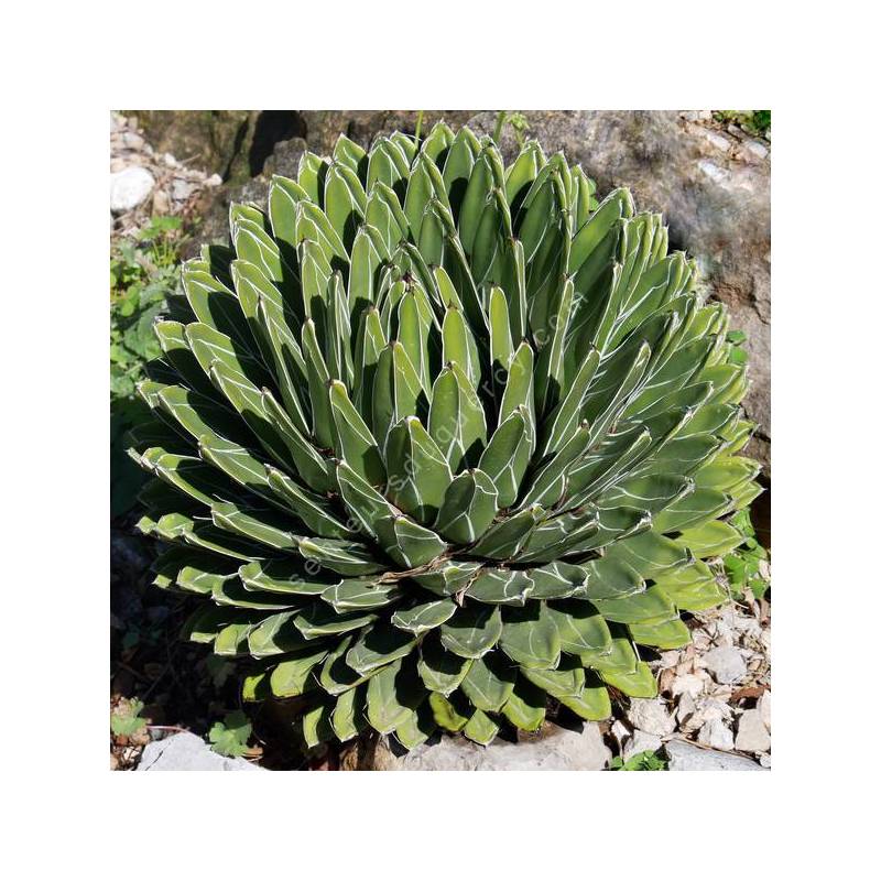 Rosette géométrique de Agave victoriae-reginae