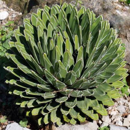Rosette géométrique de Agave victoriae-reginae