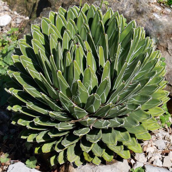 Rosette géométrique de Agave victoriae-reginae