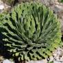 Rosette géométrique de Agave victoriae-reginae