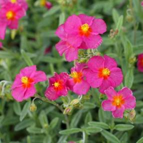 Helianthemum  'Ben Hope' - Hélianthème bicolor