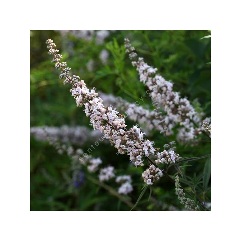 Vitex agnus-castus 'Rose' - Gattilier rose