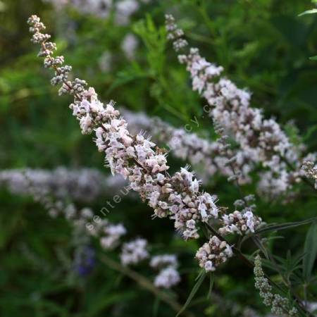 Vitex agnus-castus 'Rose' - Gattilier rose