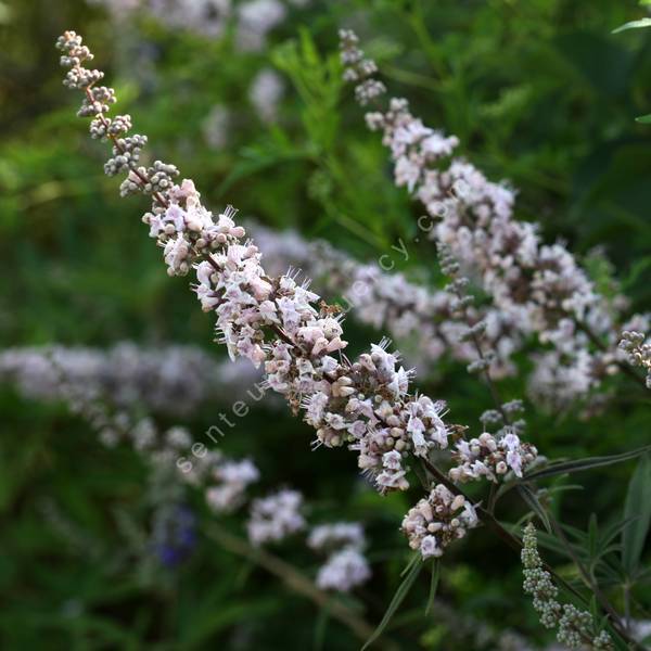 Vitex agnus-castus 'Rose' - Gattilier rose Vitex agnus-castus 'Rose' - Gattilier rose