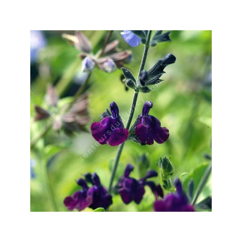 Salvia 'Papillon de Nuit' - Sauge arbustive violet